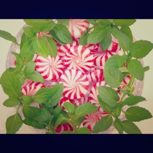 Peppermint - SqueezeMeSugar 🌻