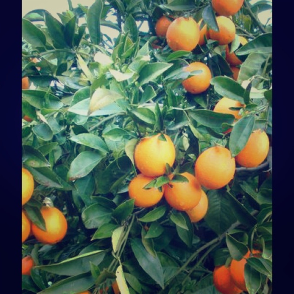 Sweet Orange - SqueezeMeSugar 🌻