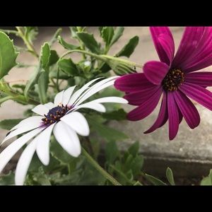 Meet your Posher, Star