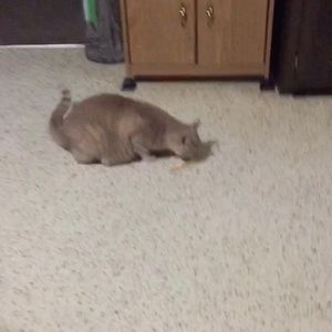 Meet your Posher, Karin