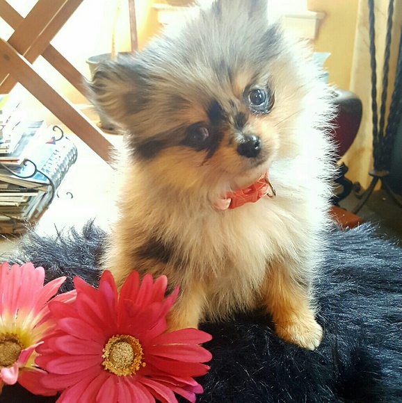 💖💖💖SHE HAS ARRIVED!!!💖💖💖 - Picture 3 of 4