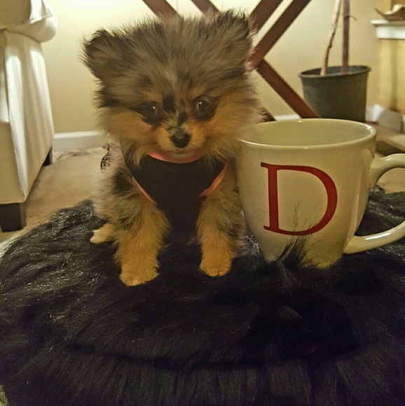 💖💖💖SHE HAS ARRIVED!!!💖💖💖 - Picture 4 of 4