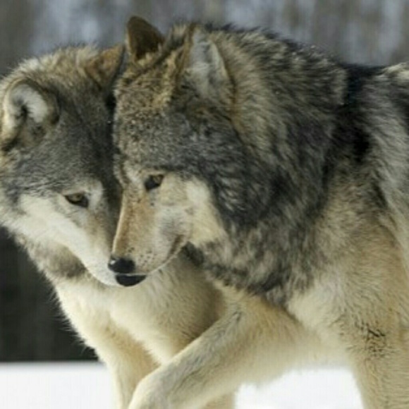 Meet your Posher, Tamara - Picture 2 of 5