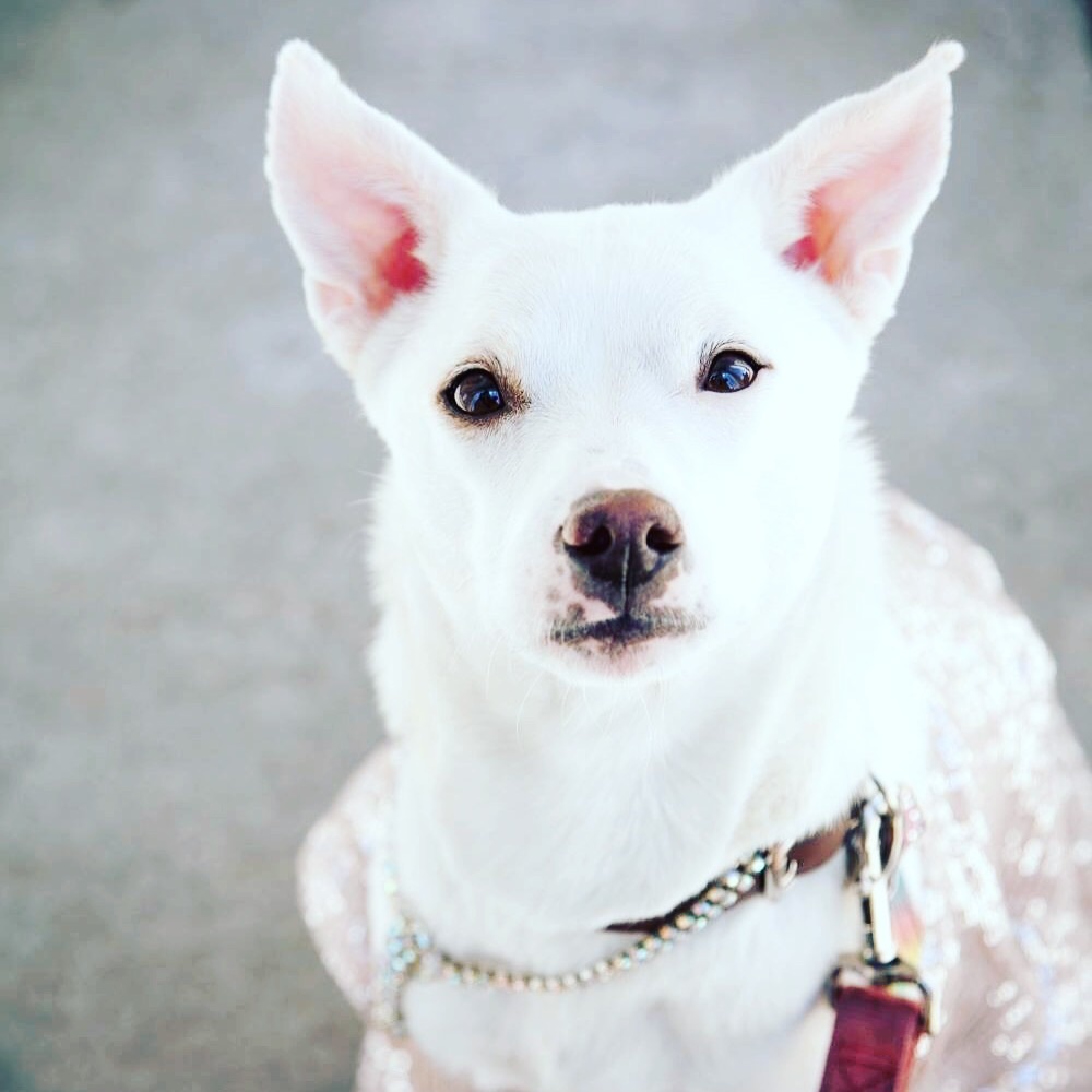 Lola has been asked to be in a book about NYC dogs