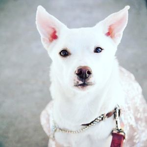 Lola has been asked to be in a book about NYC dogs