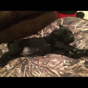 Meet your Posher, Molly