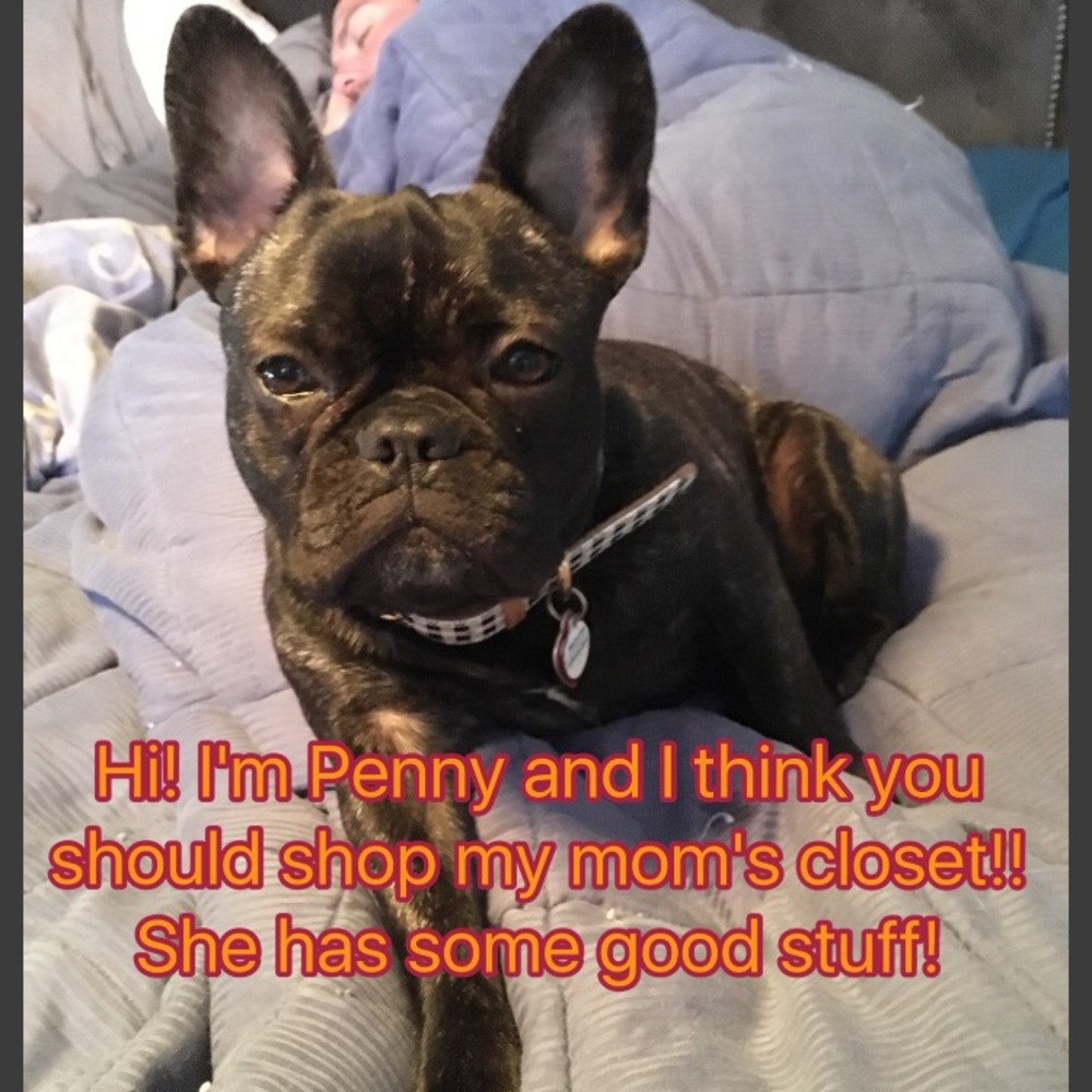 I'm a cute frenchie !
