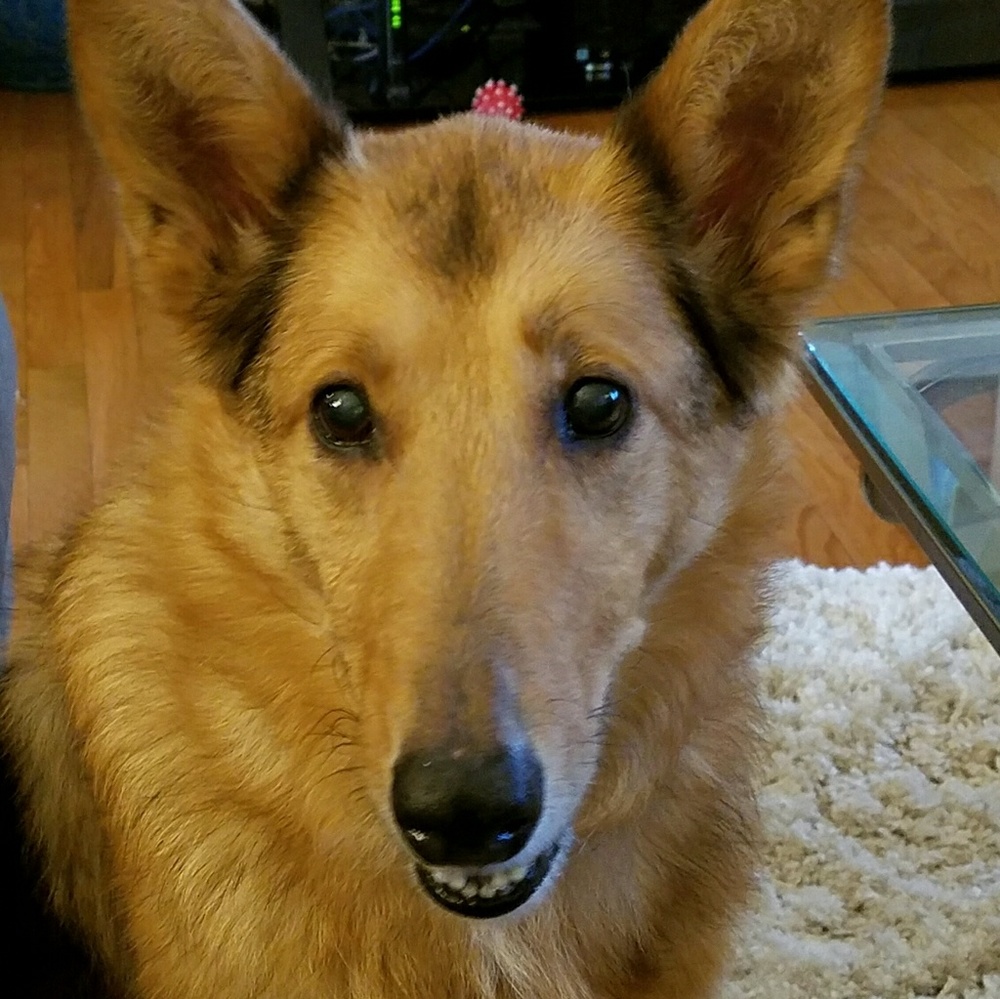 Meet your Posher, Maggie