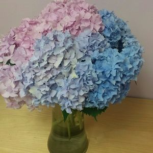 Meet your Posher, Jesse