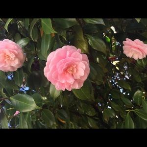 Meet your Posher, Karlie