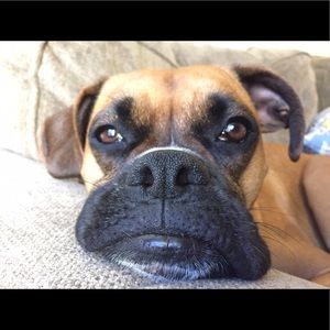 Meet your Posher, Jake