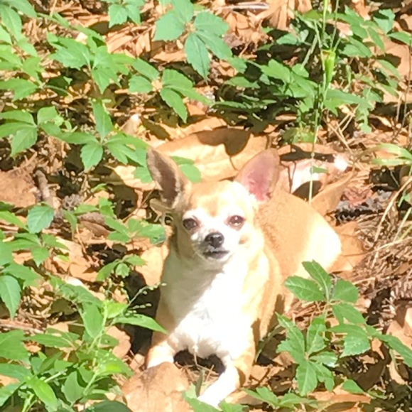 Meet your Posher, Lisa - Picture 4 of 13