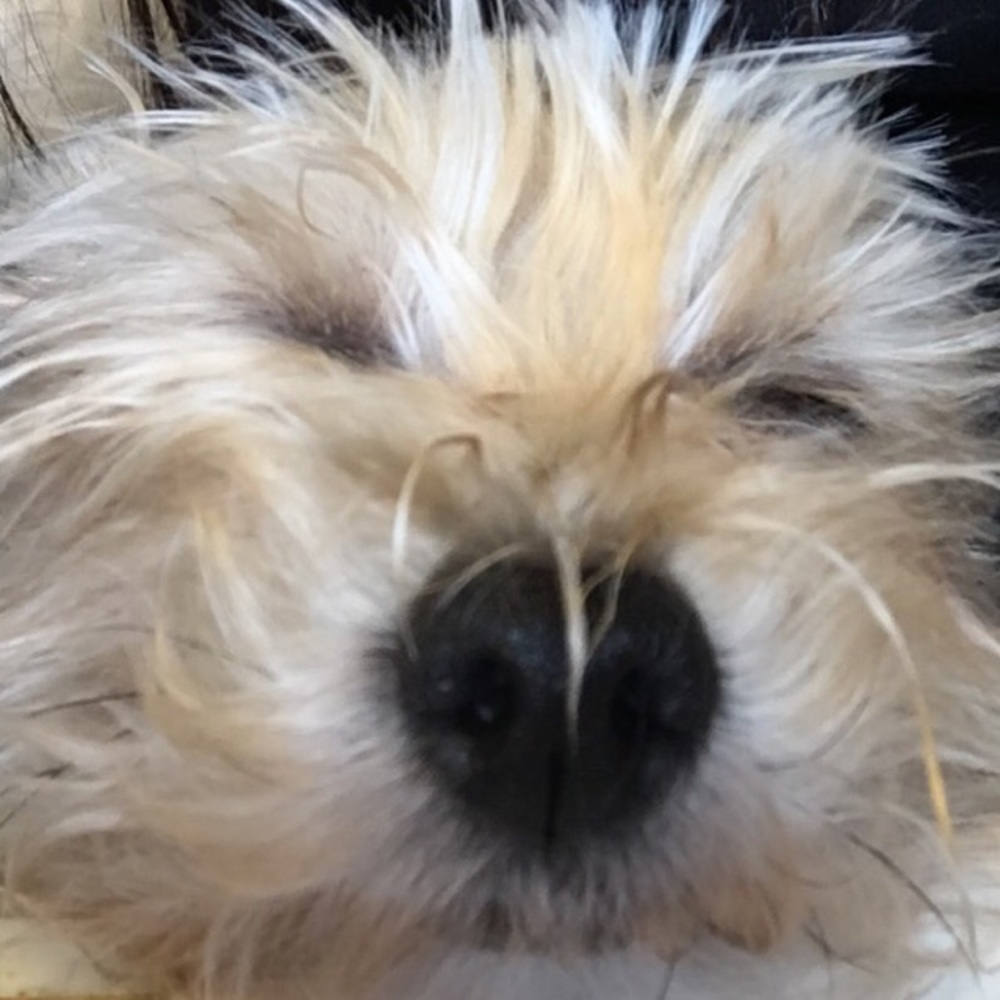 Meet your Posher, Joyce