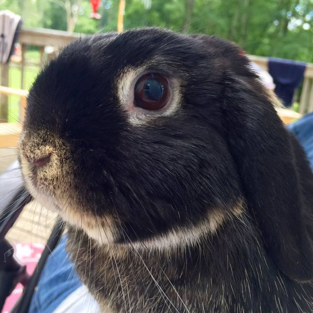 Meet your Posher, Darienne