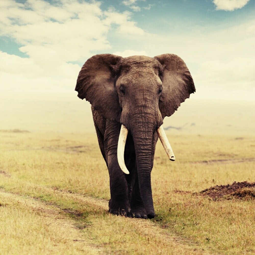 Meet your Posher, Bianca