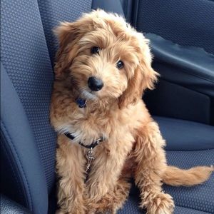 Meet your Posher, Abby