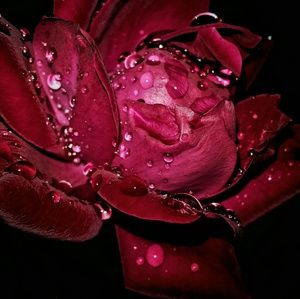 Meet your Posher, Carla