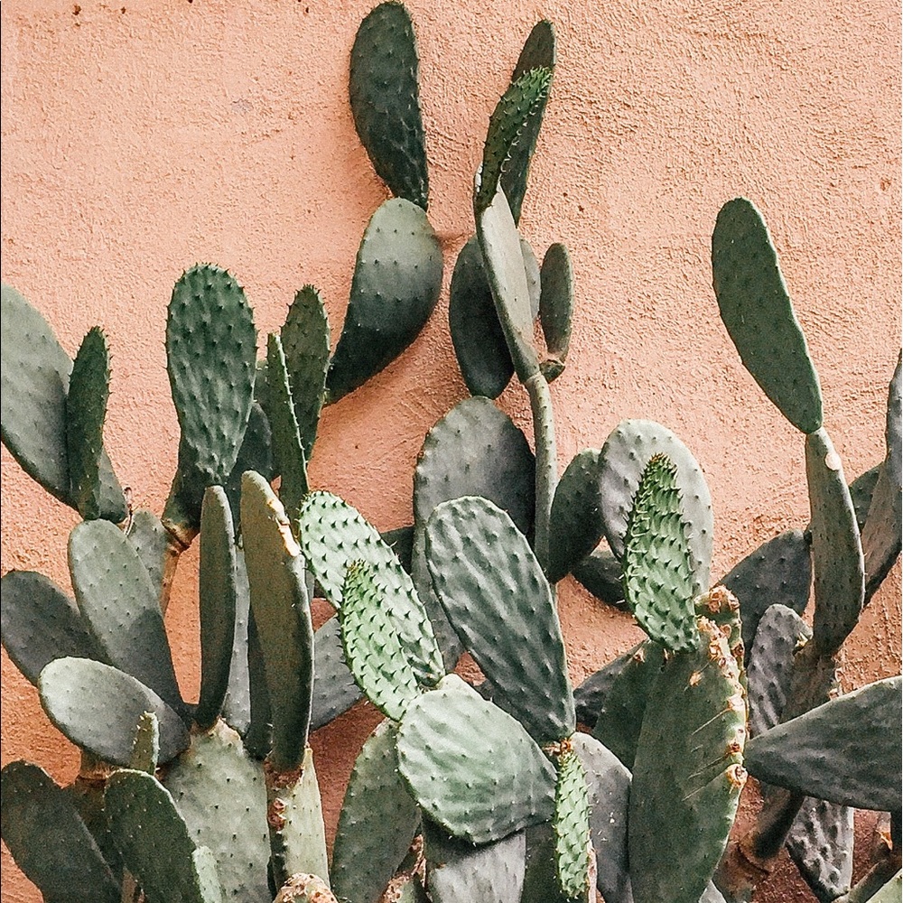 Meet your Posher, re-loved-goods: