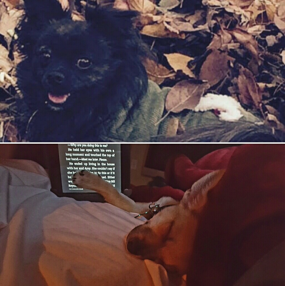 Zeus & Paco