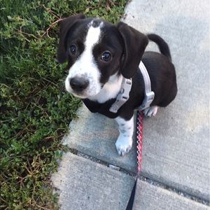 Meet your Posher, Max