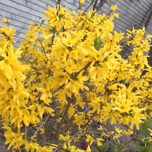 Meet your Posher, Bunny - Picture 1 of 1