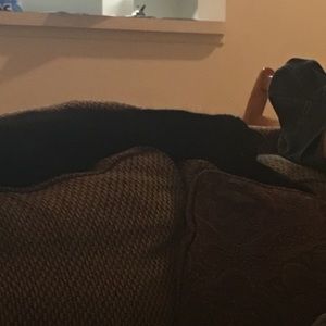 Meet your Posher, Bronson