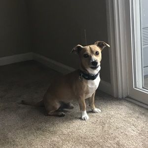 Meet your Posher, Damon