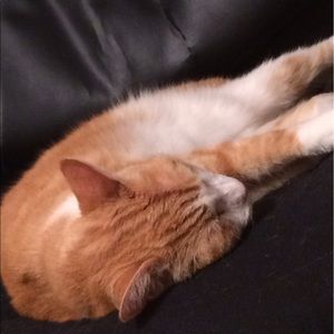 Meet your Posher, Jesse