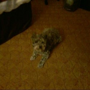 Meet your Posher, Lady lynne