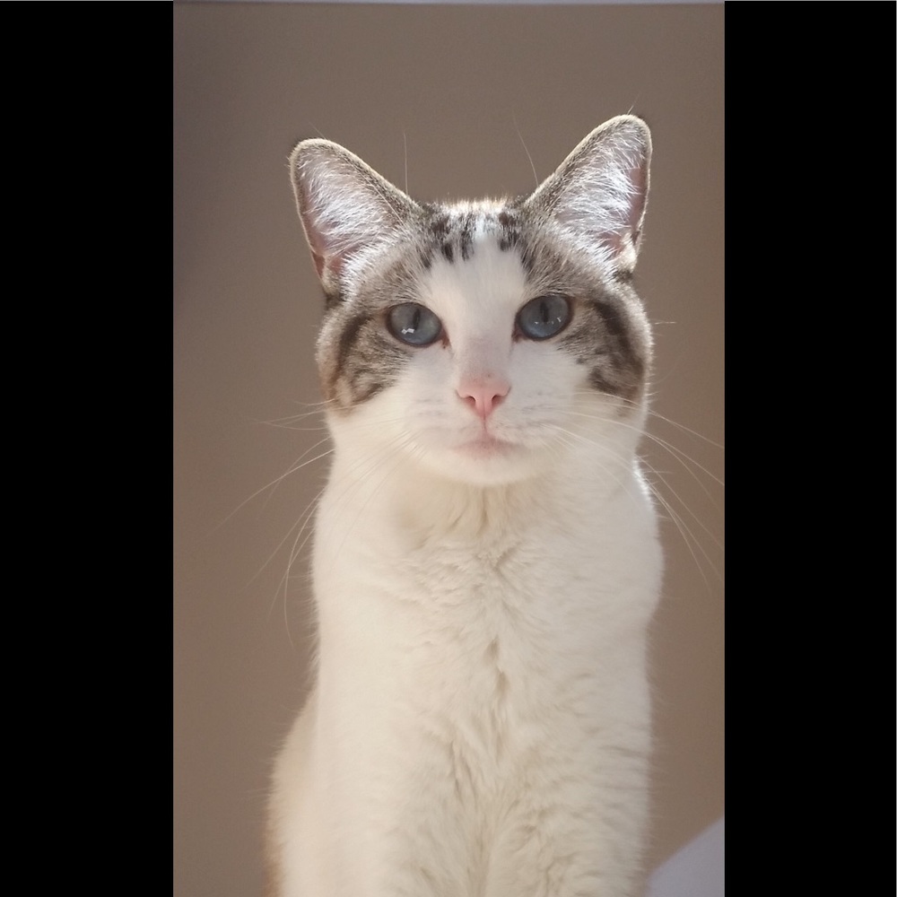 Meet your Posher, Joey