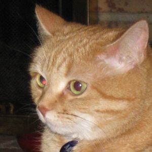 Meet your Posher, Judy