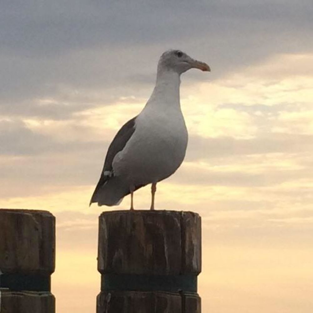 Meet your Posher, Francisco