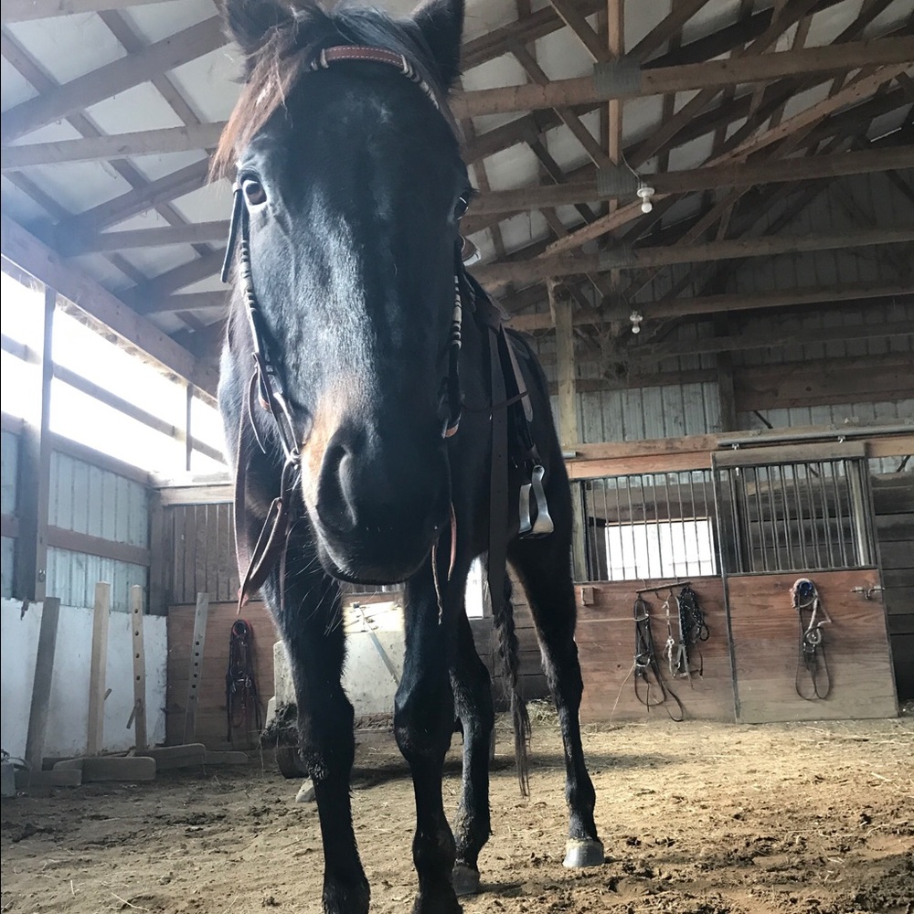 STILL IN SEARCH OF HORSE TACK!! UPDATE!!