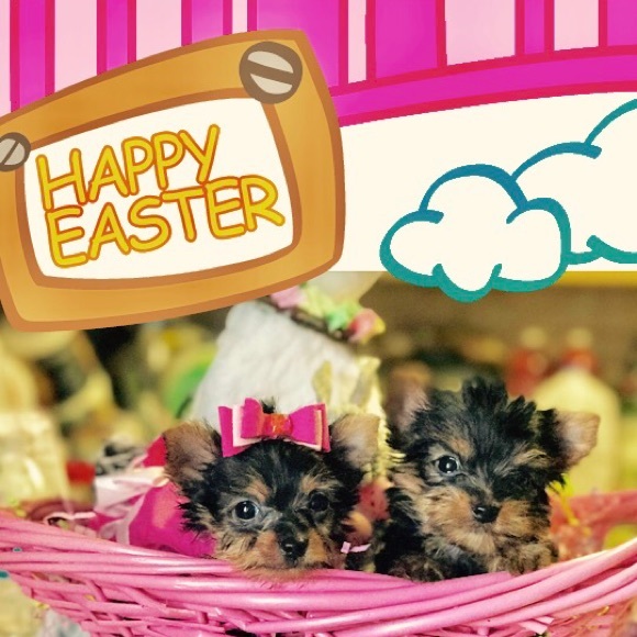Easter sale two items 25% off plus free shipping