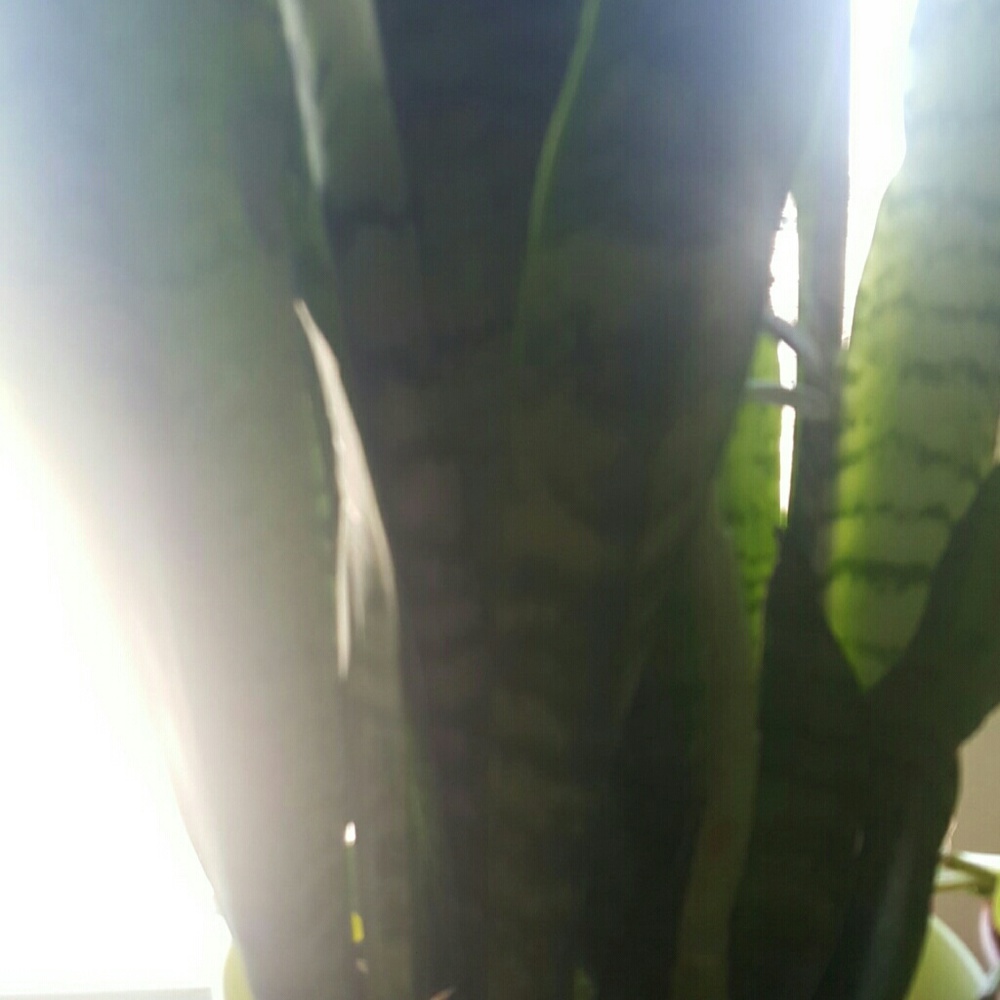 Meet your Posher, Norma