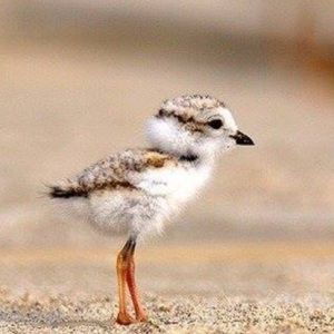 Meet your Posher, Carla