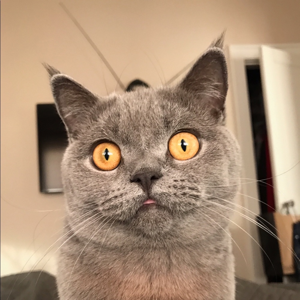 Meet your Posher, Court