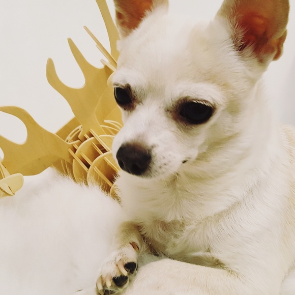 Meet your Posher, LowKeyFire - Picture 5 of 8