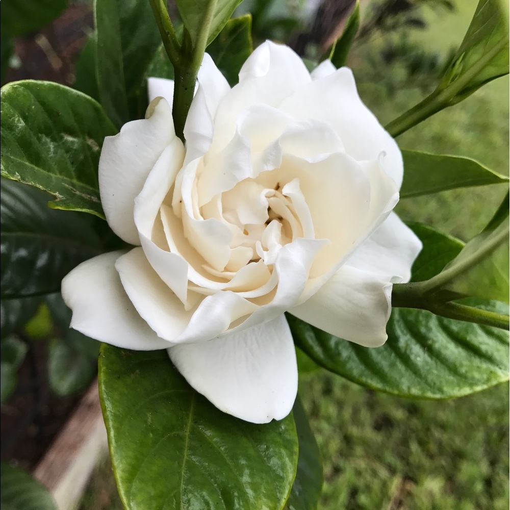 Meet your Posher, Krysha