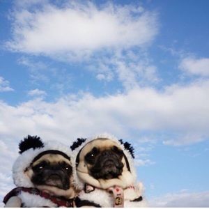 Meet your Posher, Nay