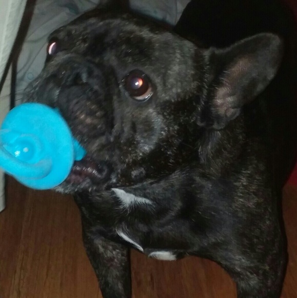 Meet your Posher, Jessica and Yoda bug - Picture 3 of 8