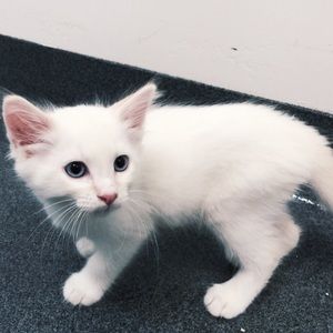 Meet your Posher, Sara