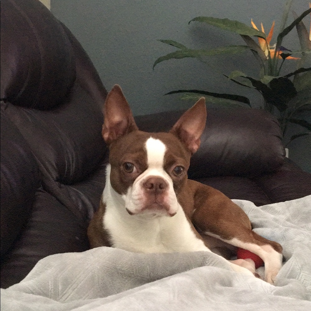 Meet your Posher, Irish