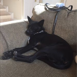 Meet your Posher, Al