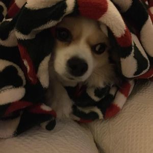 Meet your Posher, Nancy