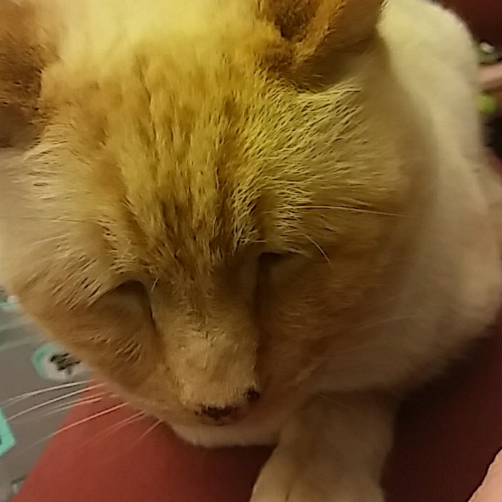 Meet your Posher, Allyson