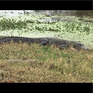 Meet your Posher, Ali