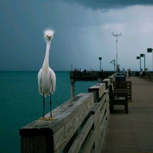 Meet your Posher, Claudett