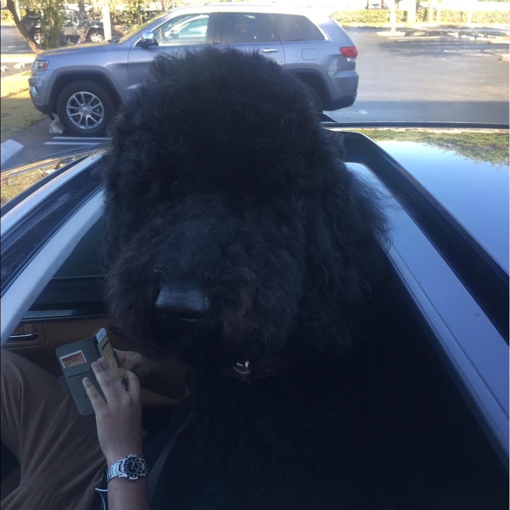 Meet your Posher, Luz