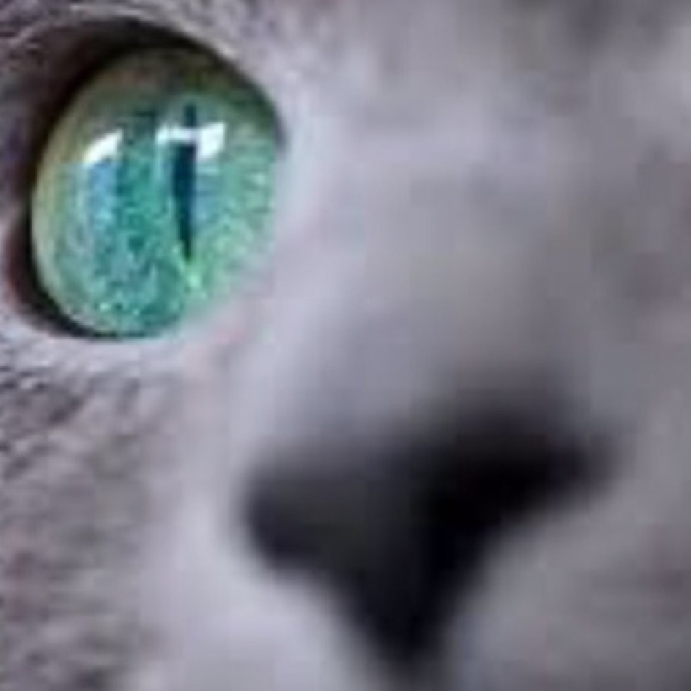 Meet your Posher, Yogashram 😺